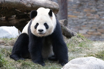 Fototapeta premium Funny Pose of Giant Panda, Wolong Giant Panda Nature Reserve, China
