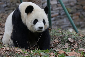 giant panda bear in China