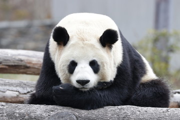 Obraz premium Close up Sleeping Panda, Wolong Giant Panda Nature Reserve, China