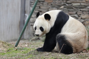 Naklejka premium Giant Panda Sitting on the Yard, relaxing