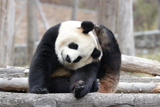 Funny Pose of Giant Panda , scratching his fur with his Paw,  China - Powered by Adobe
