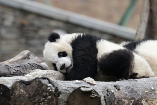 Cute Baby Panda is Sleepy , trying to Sleep, Wolong Giant Panda Nature Reserve, China