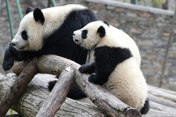 Sweet Mother Panda is Playing with her Cub, China