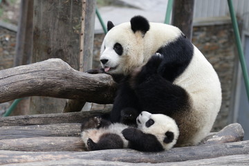 Sweet Mother Panda is Playing with her Cub, China