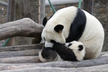 Sweet Mother Panda is Playing with her Cub, China