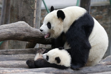Obraz premium Sweet Mother Panda is Playing with her Cub, China