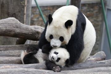 Obraz na płótnie Canvas Sweet Mother Panda is Playing with her Cub, China