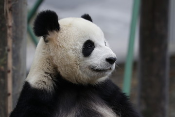 Smiling Giant panda , China