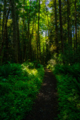 Naklejka premium Forest Walking - Washington - Mountains - Beliingham Washington