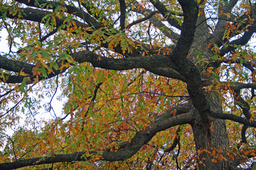 Autumn Leaves (VA 0009)