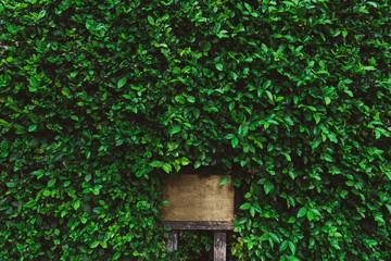 Green grass wall texture for backdrop design