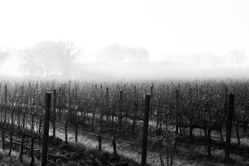 A vineyard field in the middle of mist and fog, with some barely visible trees silhouettes at the distance