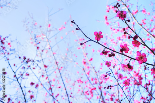 梅の木に咲く赤紫色の美しい梅の花 Wall Mural Wallpaper Murals Rewsite