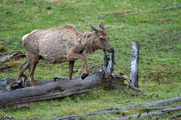 Naklejka na ściany i meble Elk in Yellowstone (WY 00383)