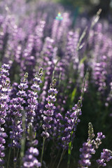field of lavender flowers