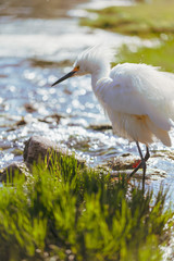 great blue heron in water