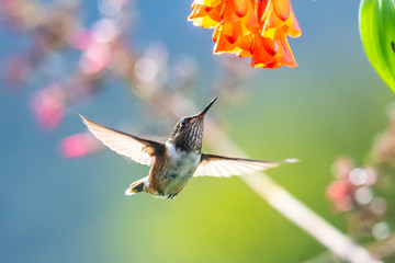Blue hummingbird Violet Sabrewing flying next to beautiful red flower. Tinny bird fly in jungle. Wildlife in tropic Costa Rica. Two bird sucking nectar from bloom in the forest. Bird behaviour