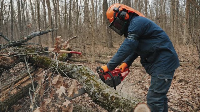 Worker cuts a felled tree trunk with a chainsaw. A felled tree trunk is sawn by a lumberjack, slow-motion shot. Deforestation, forest cutting concept