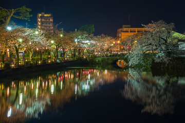 Fototapeta na wymiar 小田原城のお堀の桜