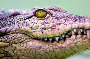 crocodile head isolated close up on a green background