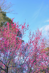 梅の木に咲く赤紫色の美しい梅の花