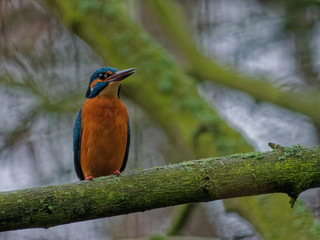 The common kingfisher, Alcedo atthis.