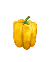 Watercolor hand drawn illustration of yellow pepper, isolated on white background.