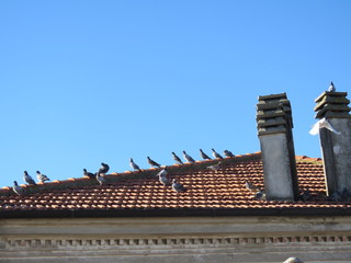 Piccioni