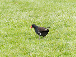 Gallinula chloropus | Common moorhen | Common gallinule | Waterhen | Swamp chicken