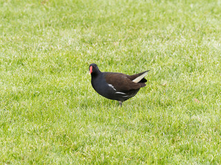 Common moorhen or common gallinule (Gallinula chloropus) a waterbird with yellow legs, long toes, red frontal shield, wings and plumage blackish-olive with white undertail