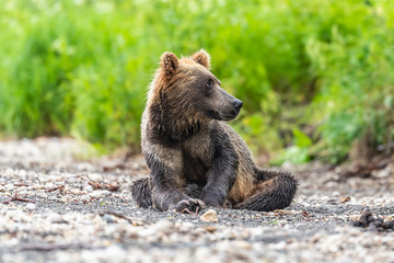 Ruling the landscape, brown bears of Kamchatka (Ursus arctos beringianus)