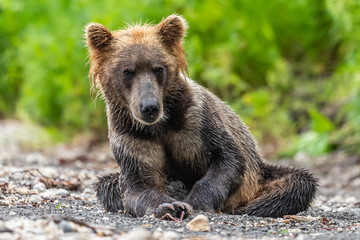 Fototapeta premium Ruling the landscape, brown bears of Kamchatka (Ursus arctos beringianus)