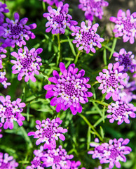beautiful garden flowers