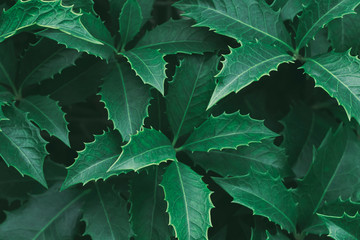 Top view closeup on holly tree leaves with shallow depth of field. Abstract natural green foliage...