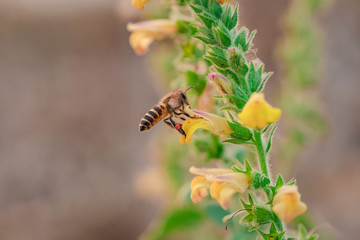 Honey Bee collecting pollen on yellow flower.