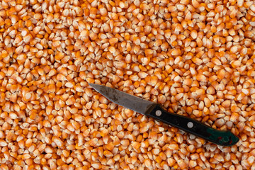 Corn or Maize for processing into fodder.