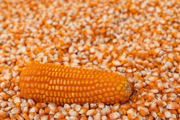 Corn or Maize for processing into fodder.