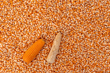 Corn or Maize for processing into fodder.
