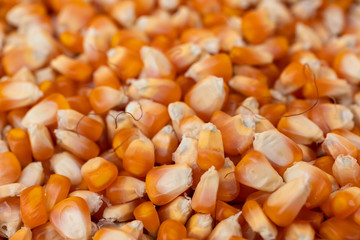 stacks of corn lined up for drying