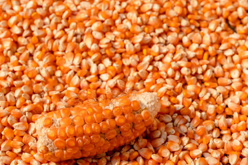 Corn or Maize for processing into fodder.