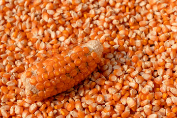 Corn or Maize for processing into fodder.