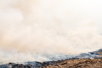 Burning the rest of the corn plant to be made as a natural fertilizer on agricultural land.