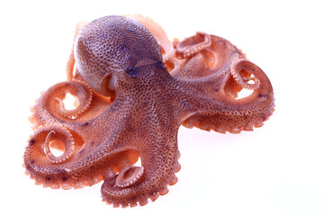 Octopus on a white background