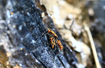 Bugs families and insects