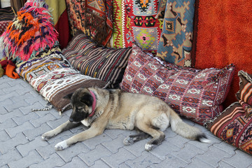 The dog lies on the background of oriental carpets