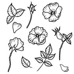 Hand drawn isolated wild rose flowers, rose bud, rose hip berries and leaves. Black outline rose hip icons. Flower line icons. Botanical illustration.