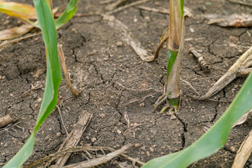 The roots of the complete corn plant