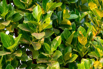 green leaves background