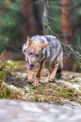 Lone wolf running in autumn forest Czech Republic
