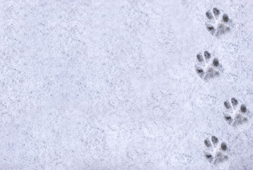 Interesting abstract white background with footprints of a cat or dog paws on the snow. Care for...